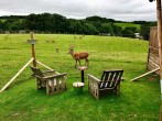 Deer and chairs